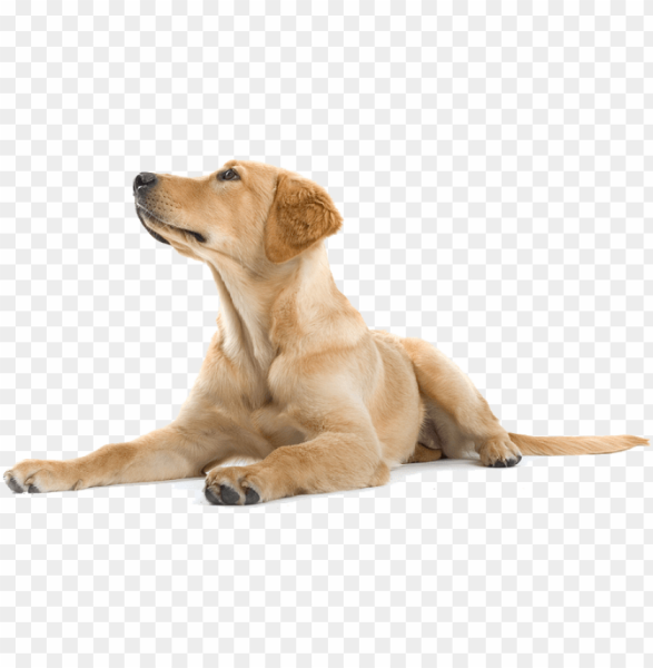 happy-dog-png-dogs-labradors-11563057164unft9mx3kl.png