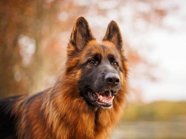 long-haired-gsd.jpg